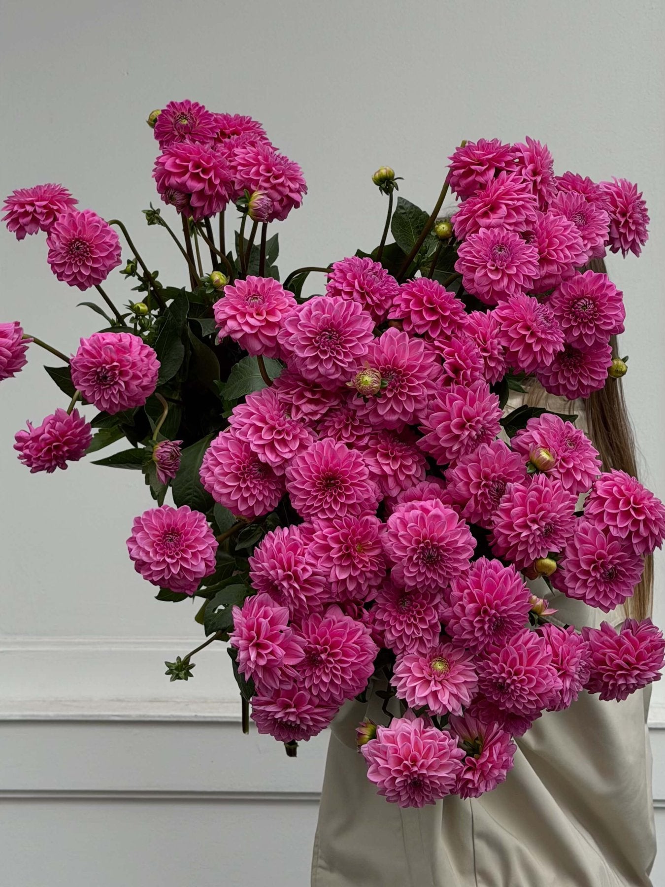 Dahlia Sandra - Bukieciarnia Mokotowska 41