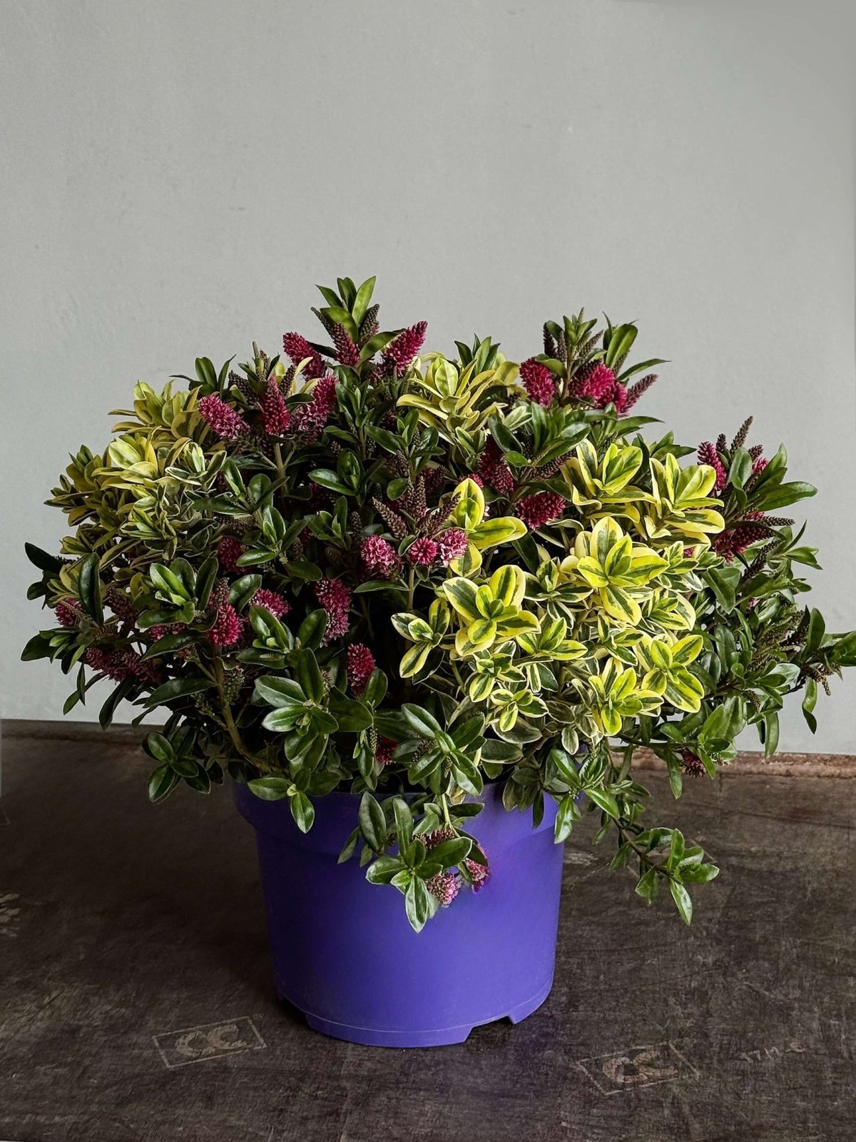 Hebe Variegata - Bukieciarnia Mokotowska 41