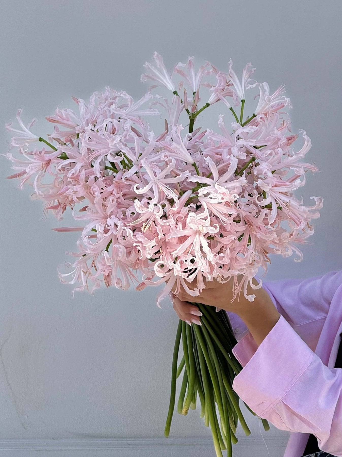 Nerine - Bukieciarnia Mokotowska 41
