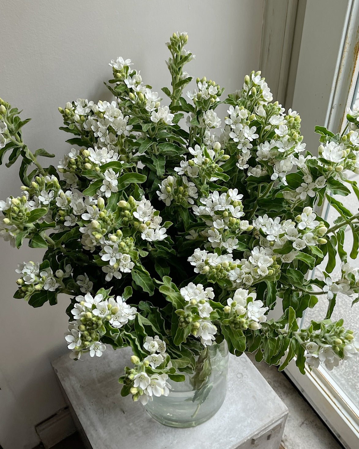 Oxypetalum/Tweedia - Bukieciarnia Mokotowska 41