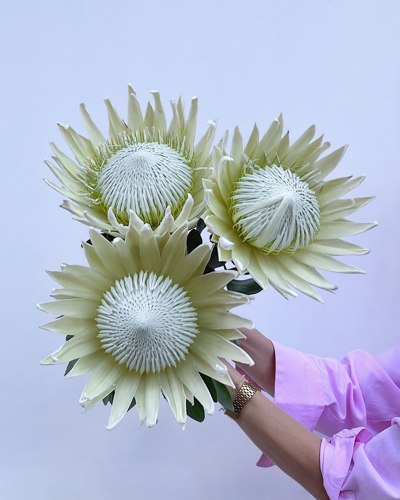 Protea - Bukieciarnia Mokotowska 41