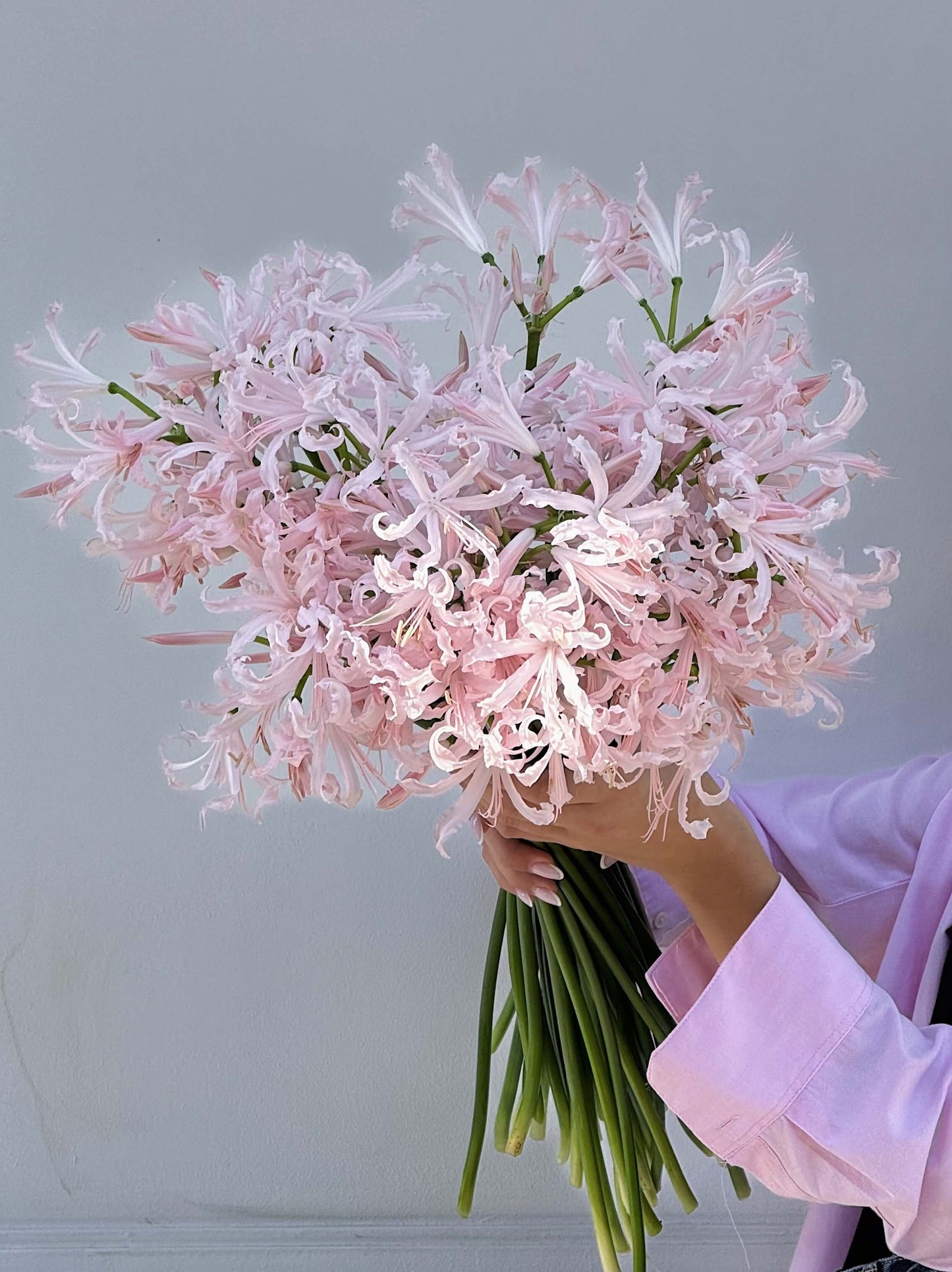 Nerine