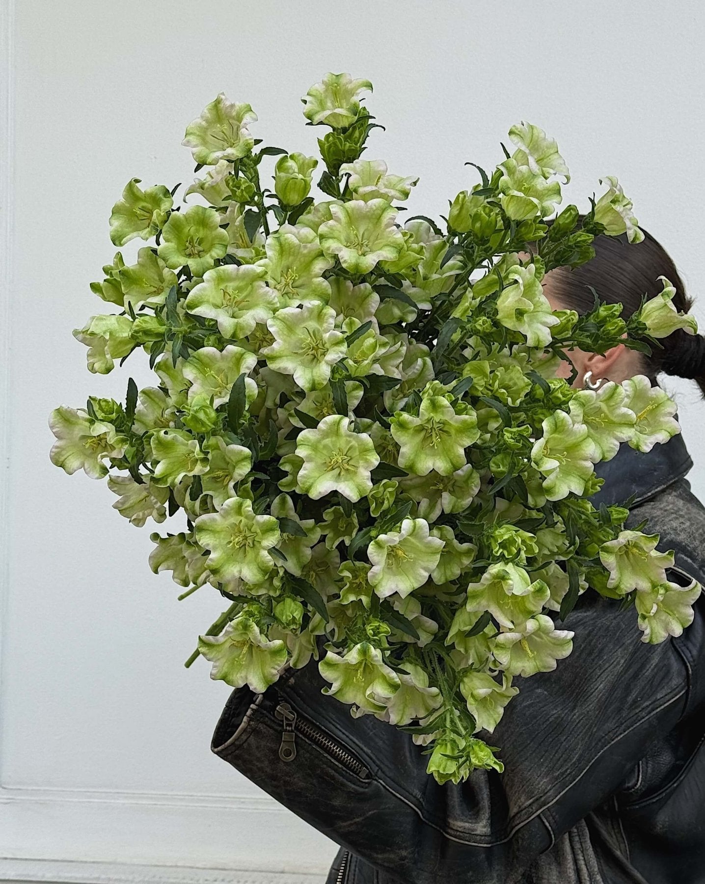 Campanula zielona - Bukieciarnia Mokotowska 41