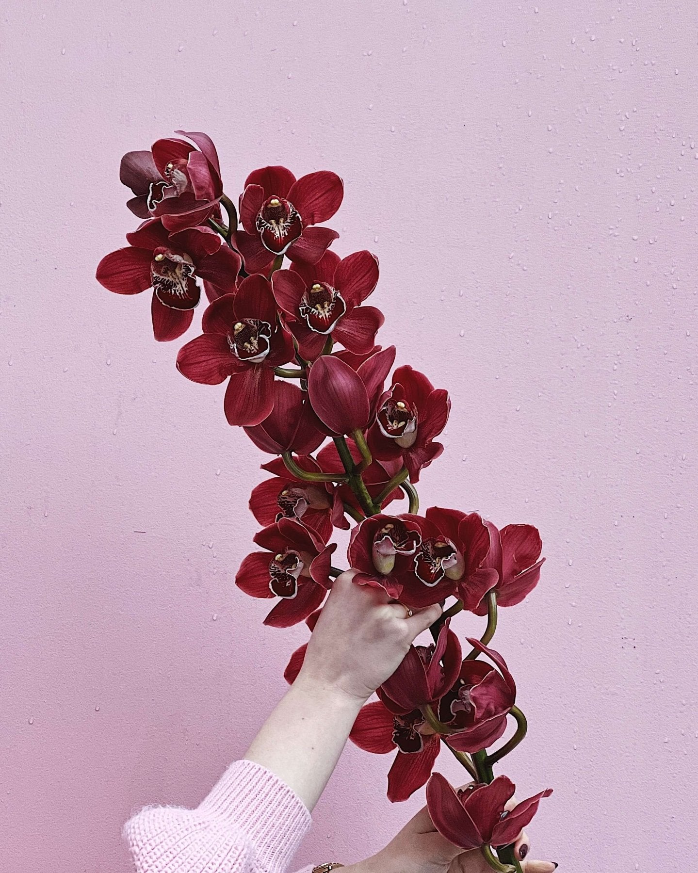 Cymbidium - Bukieciarnia Mokotowska 41