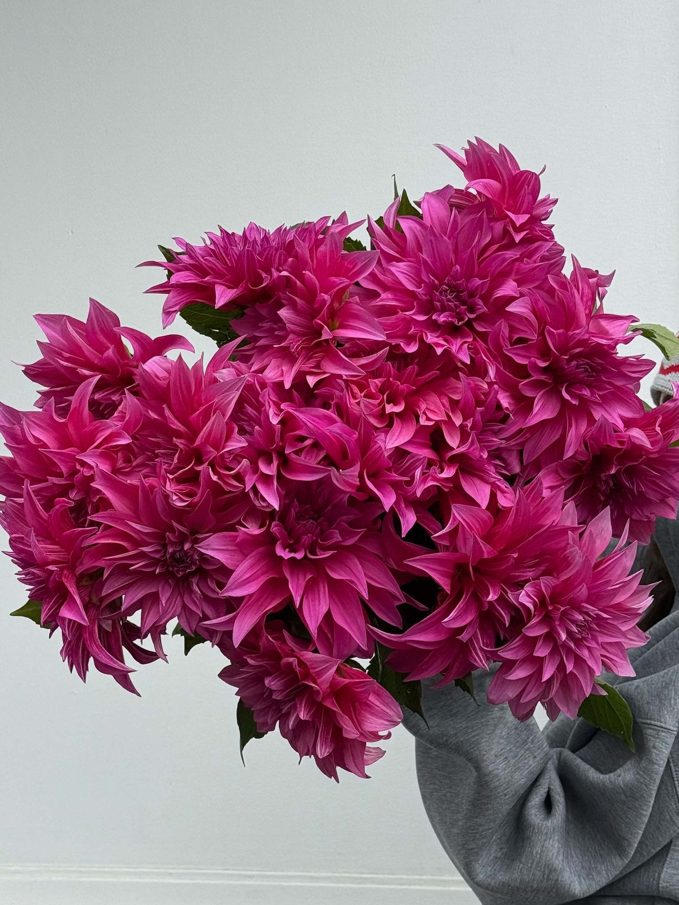 Dalia fuksja - Bukieciarnia Mokotowska 41