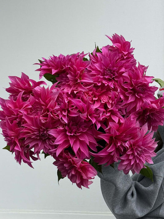 Dalia fuksja - Bukieciarnia Mokotowska 41