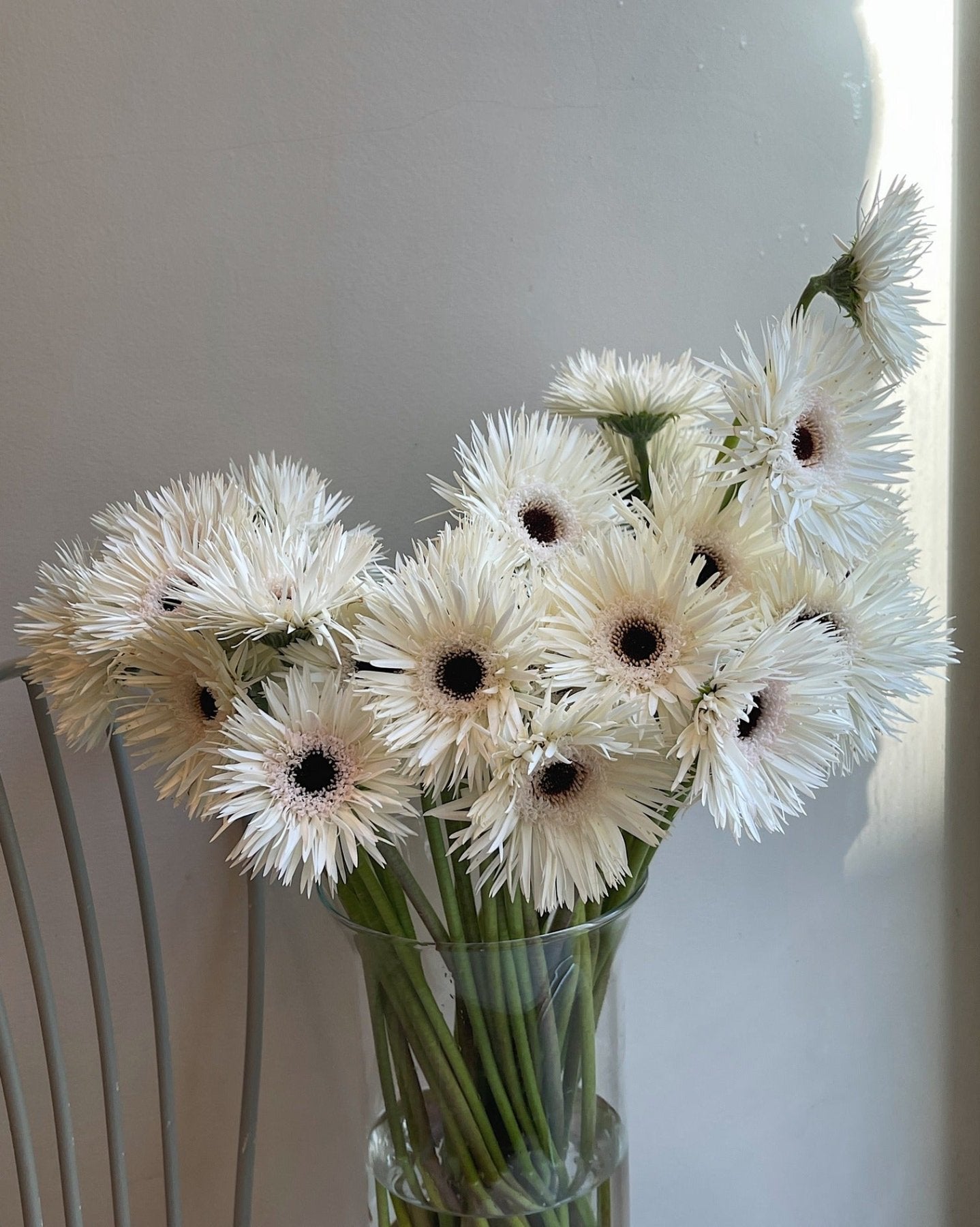 Gerbera Biala szczympiasta - Bukieciarnia Mokotowska 41
