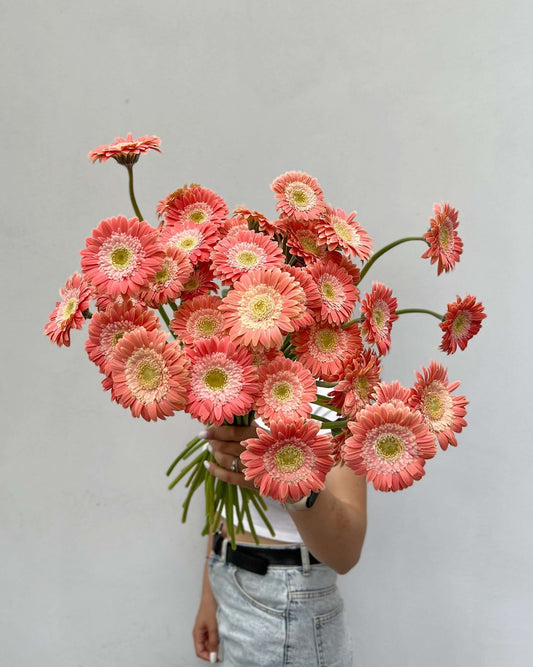 Gerbera mini morela - Bukieciarnia Mokotowska 41