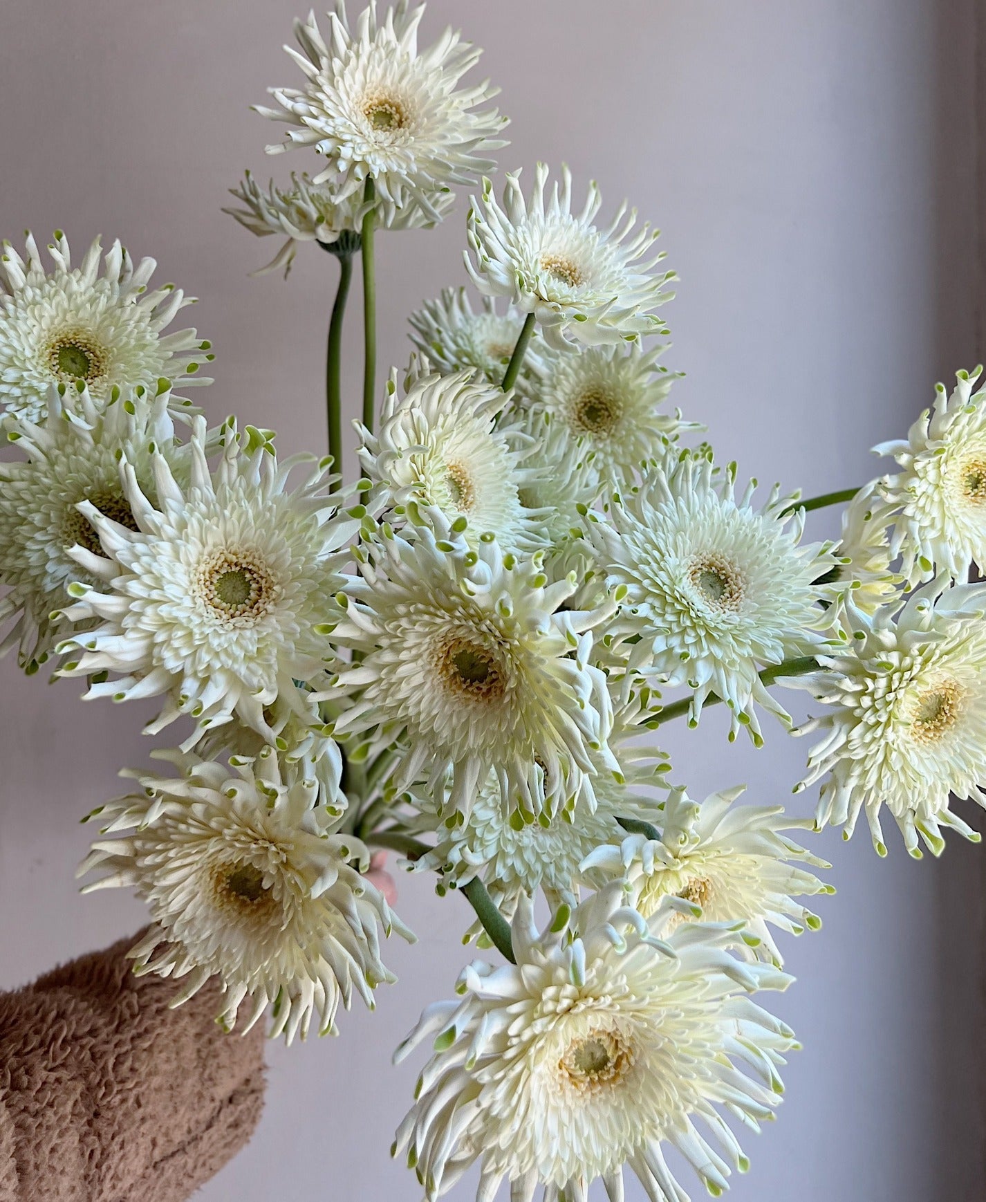 Gerbera Szczympiasta - Bukieciarnia Mokotowska 41