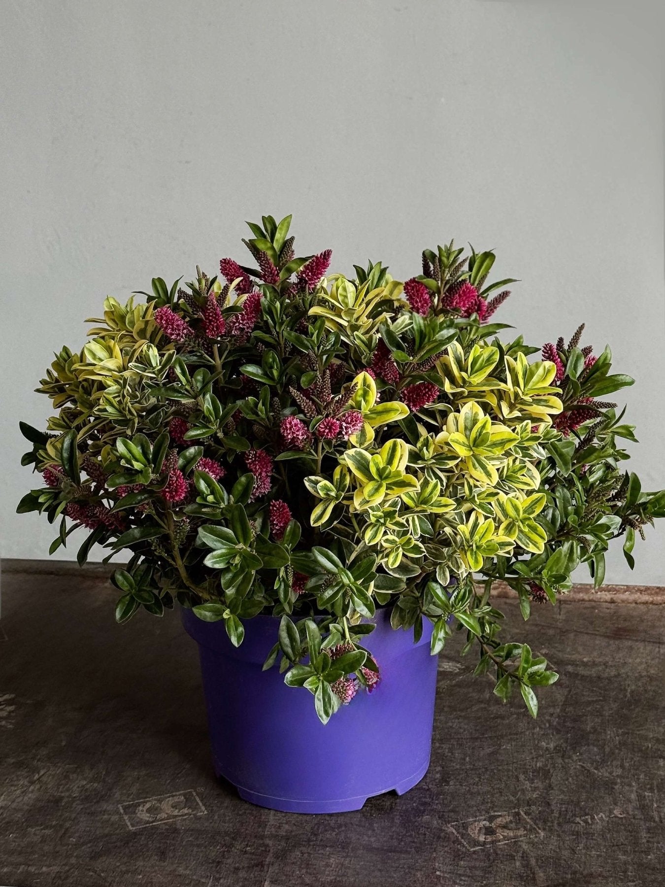 Hebe Variegata - Bukieciarnia Mokotowska 41