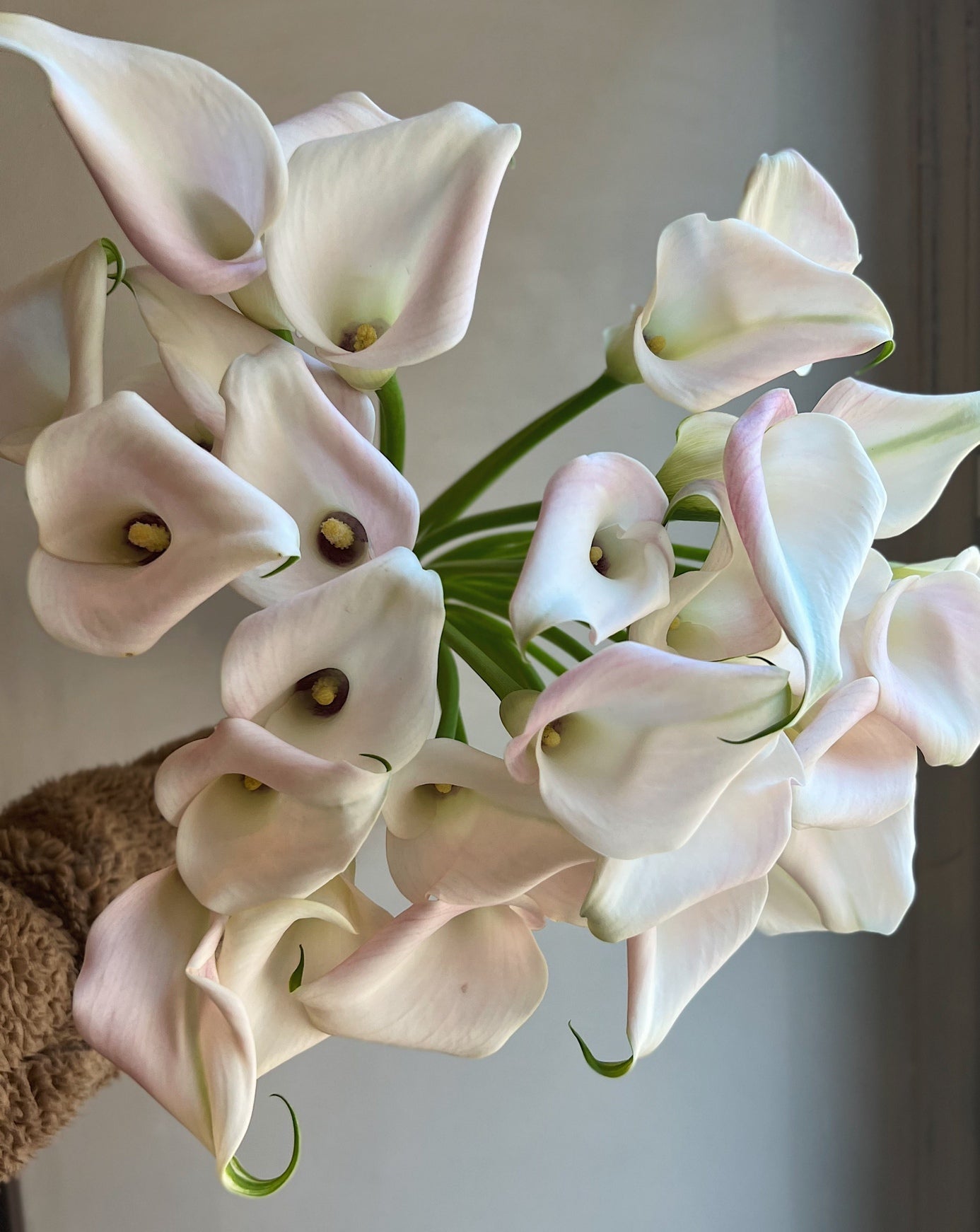 Kalia Białokremowa - Bukieciarnia Mokotowska 41