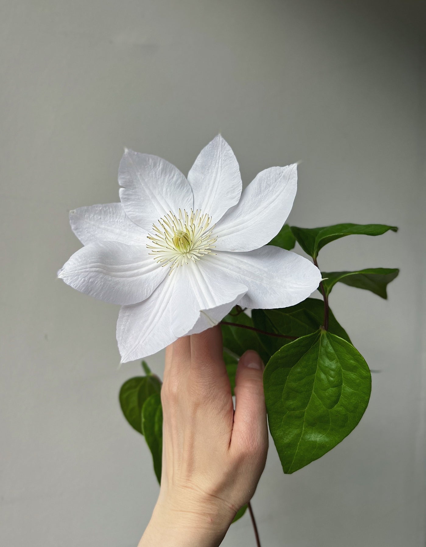 Klematis - Bukieciarnia Mokotowska 41