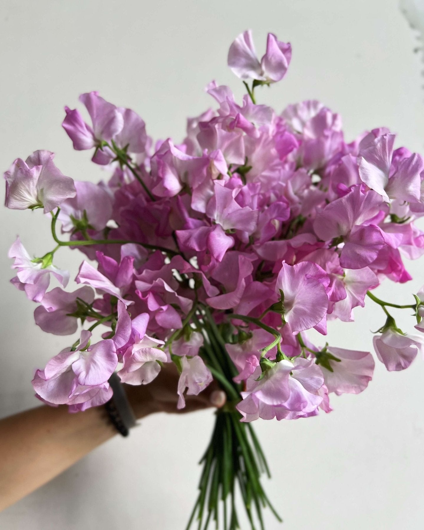 Lathyrus - Bukieciarnia Mokotowska 41