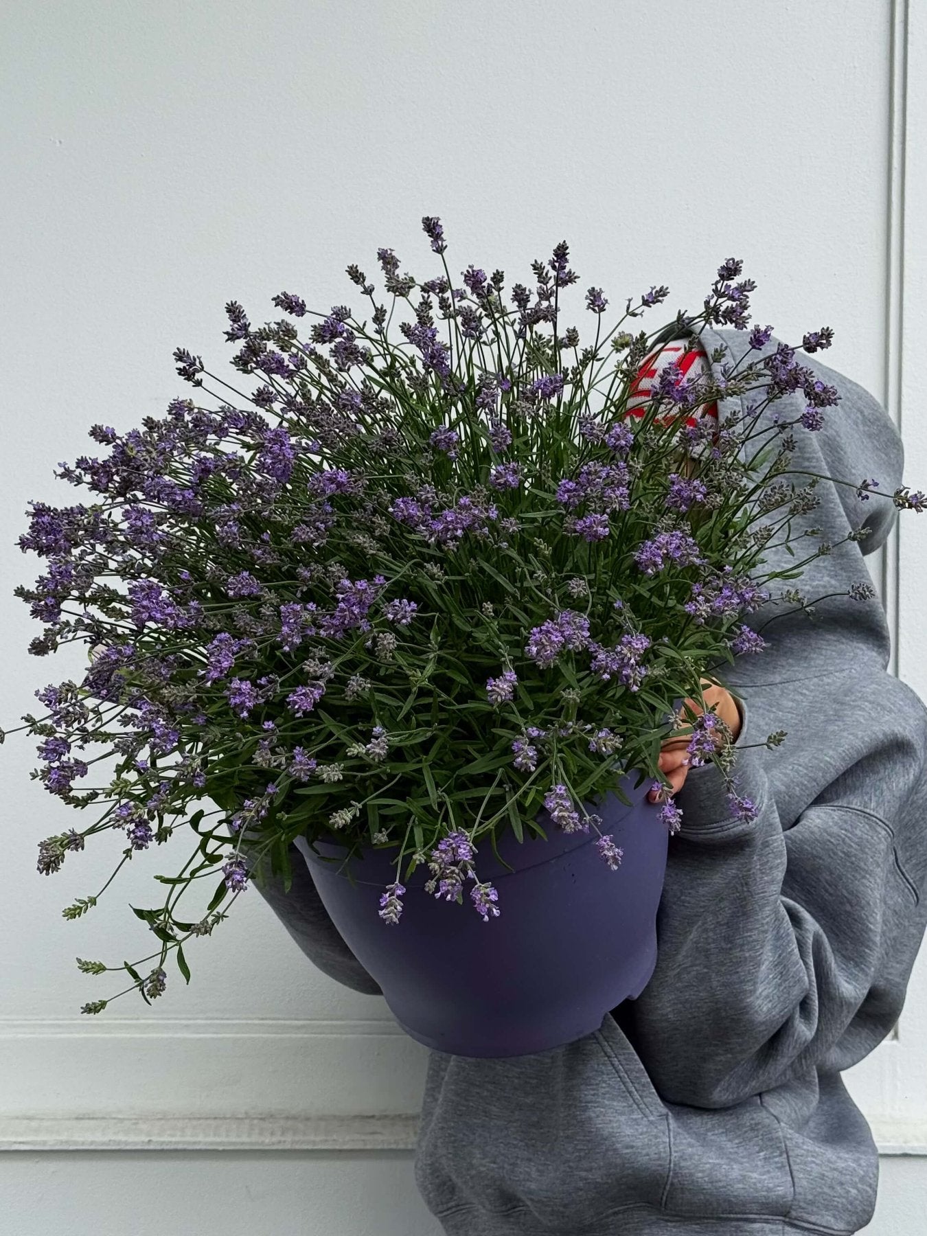 Lawenda Angustifolia - Bukieciarnia Mokotowska 41