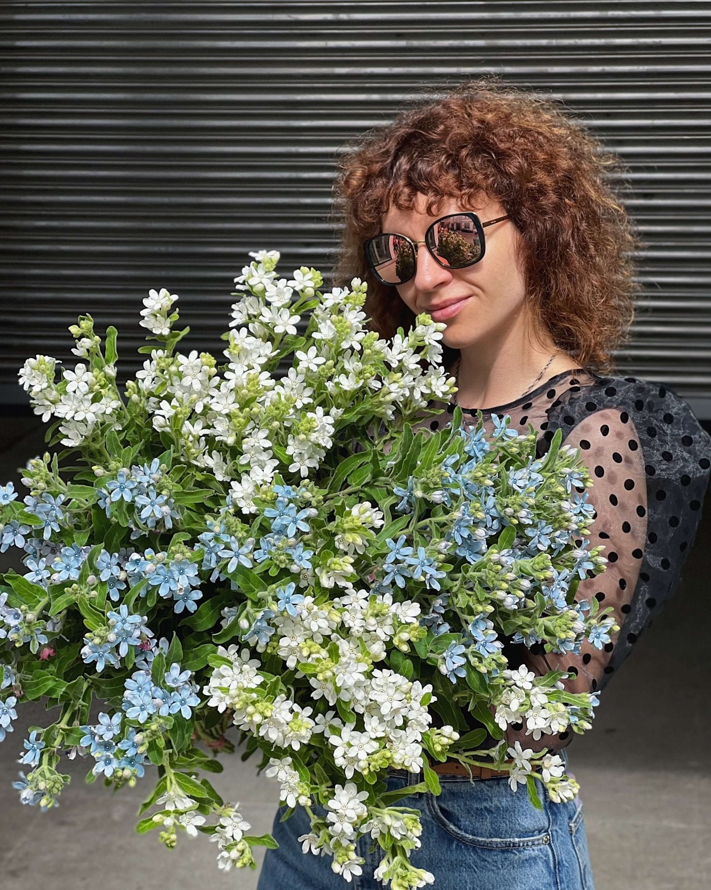 Oxypetalum niebieski - Bukieciarnia Mokotowska 41