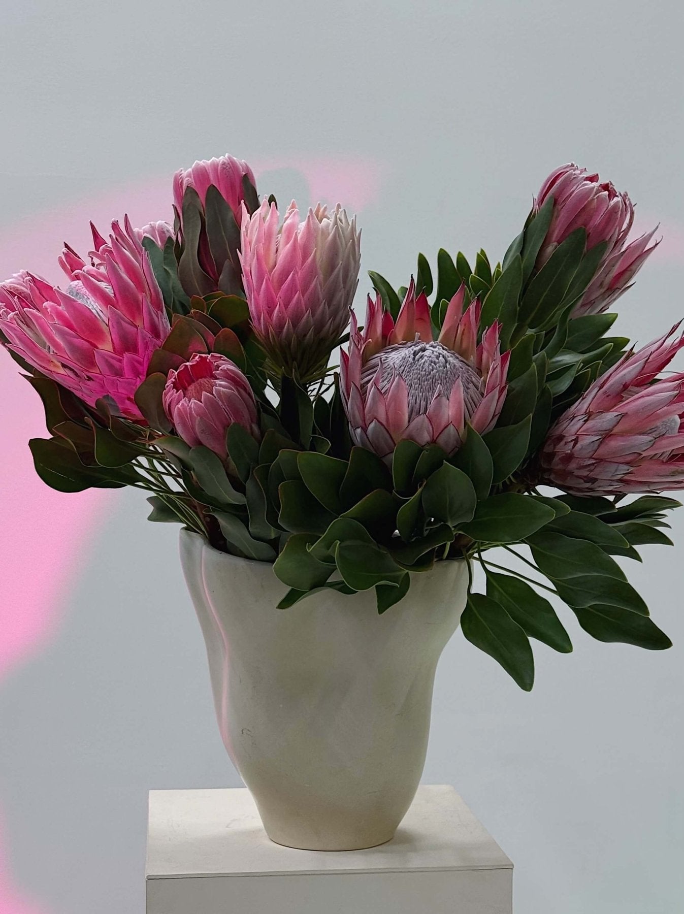 Protea dark rose - Bukieciarnia Mokotowska 41
