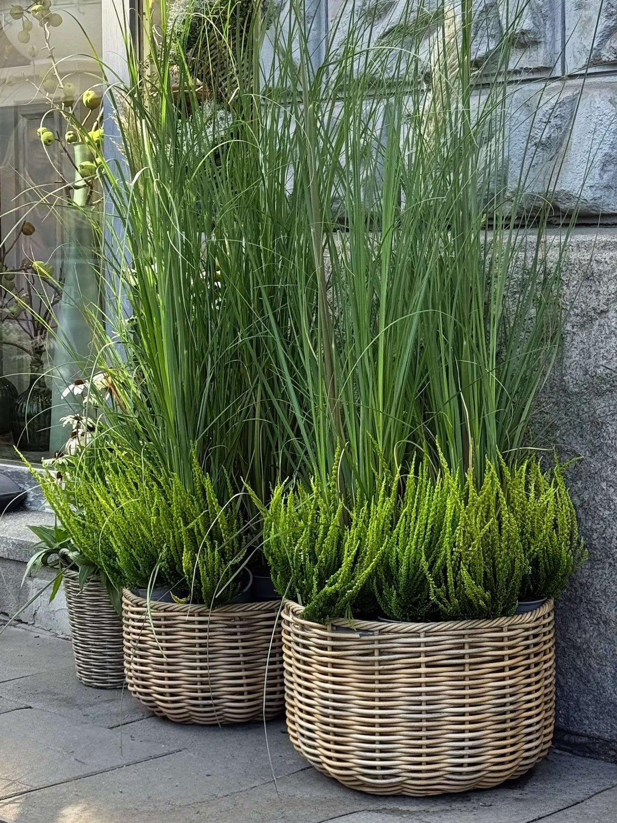 Rozplenica (Pennisetum) - Bukieciarnia Mokotowska 41
