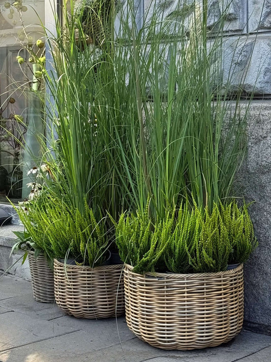 Rozplenica (Pennisetum) - Bukieciarnia Mokotowska 41