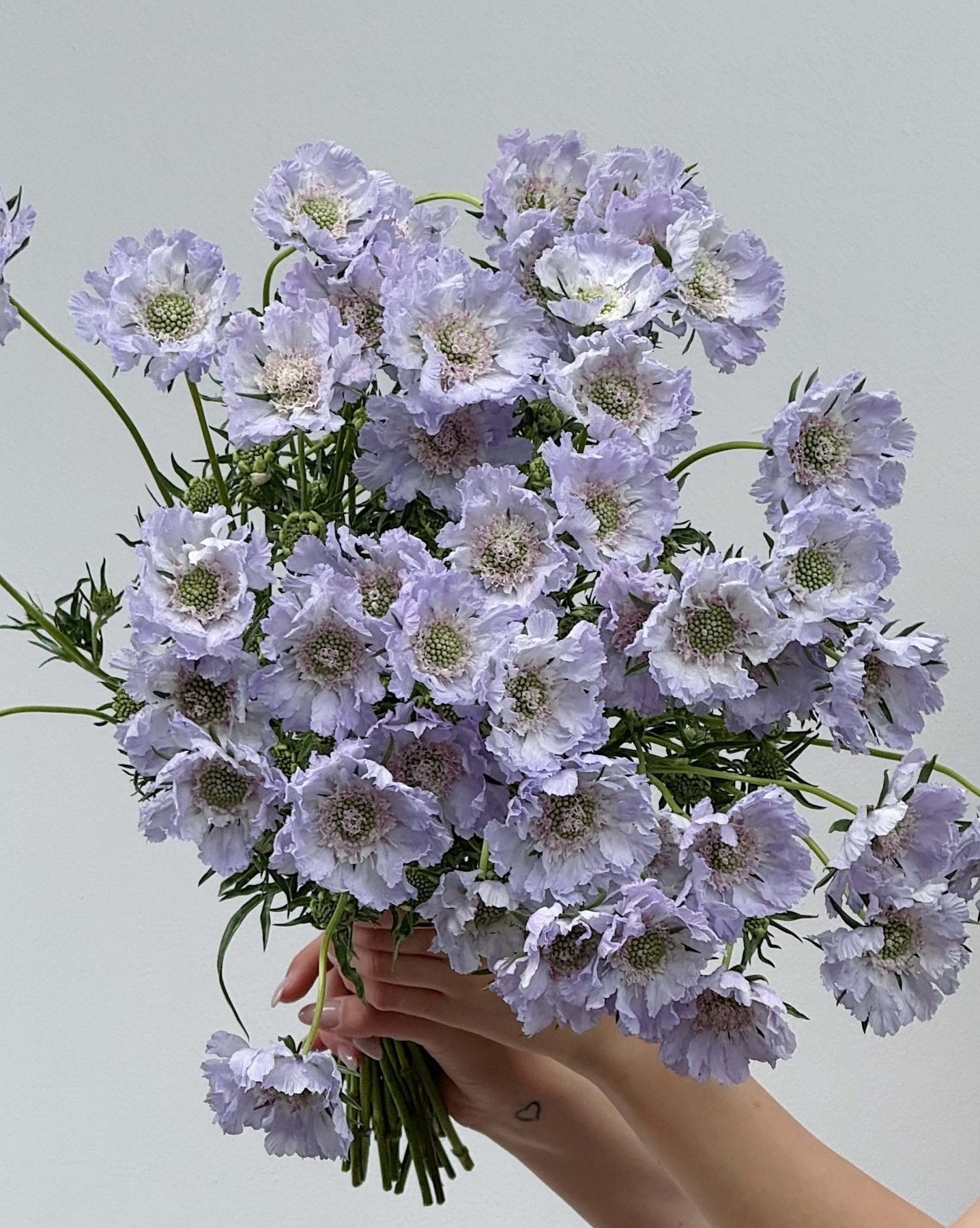 Scabiosa lavender - Bukieciarnia Mokotowska 41