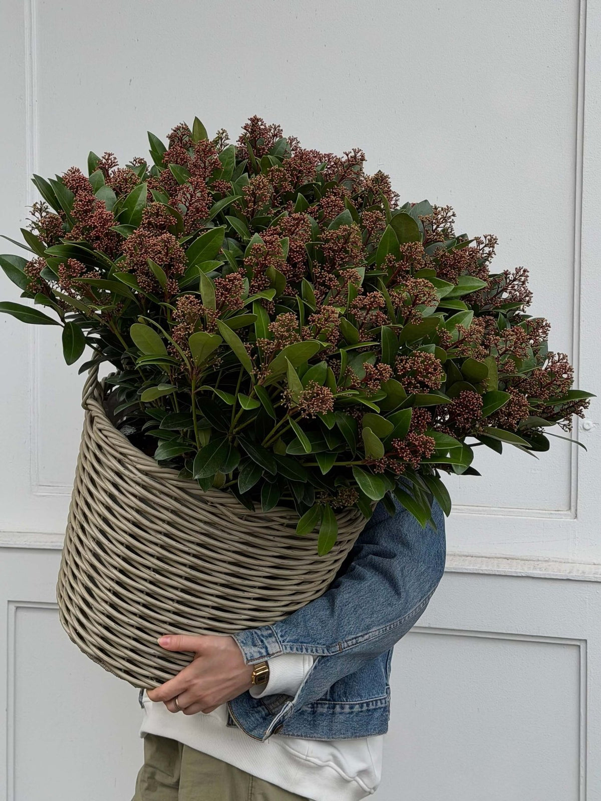 Skimmia Japonika - Bukieciarnia Mokotowska 41