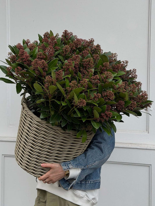 Skimmia Japonika - Bukieciarnia Mokotowska 41